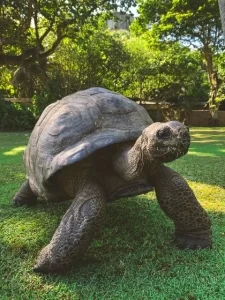 A Galapagos tortoise walking on grass, symbolizing slow progress or longevity, possibly in the context of steady business growth or long-term sustainability in sales strategies.